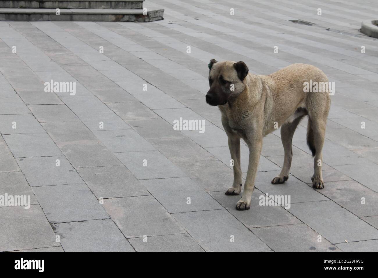 chien de berger anatolien Banque D'Images