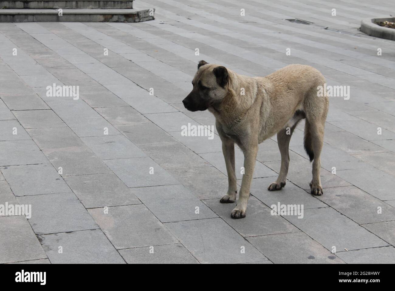 chien de berger anatolien Banque D'Images