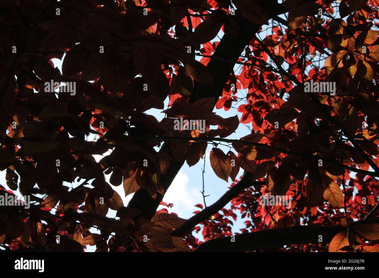 arbre à feuilles rouge Banque D'Images