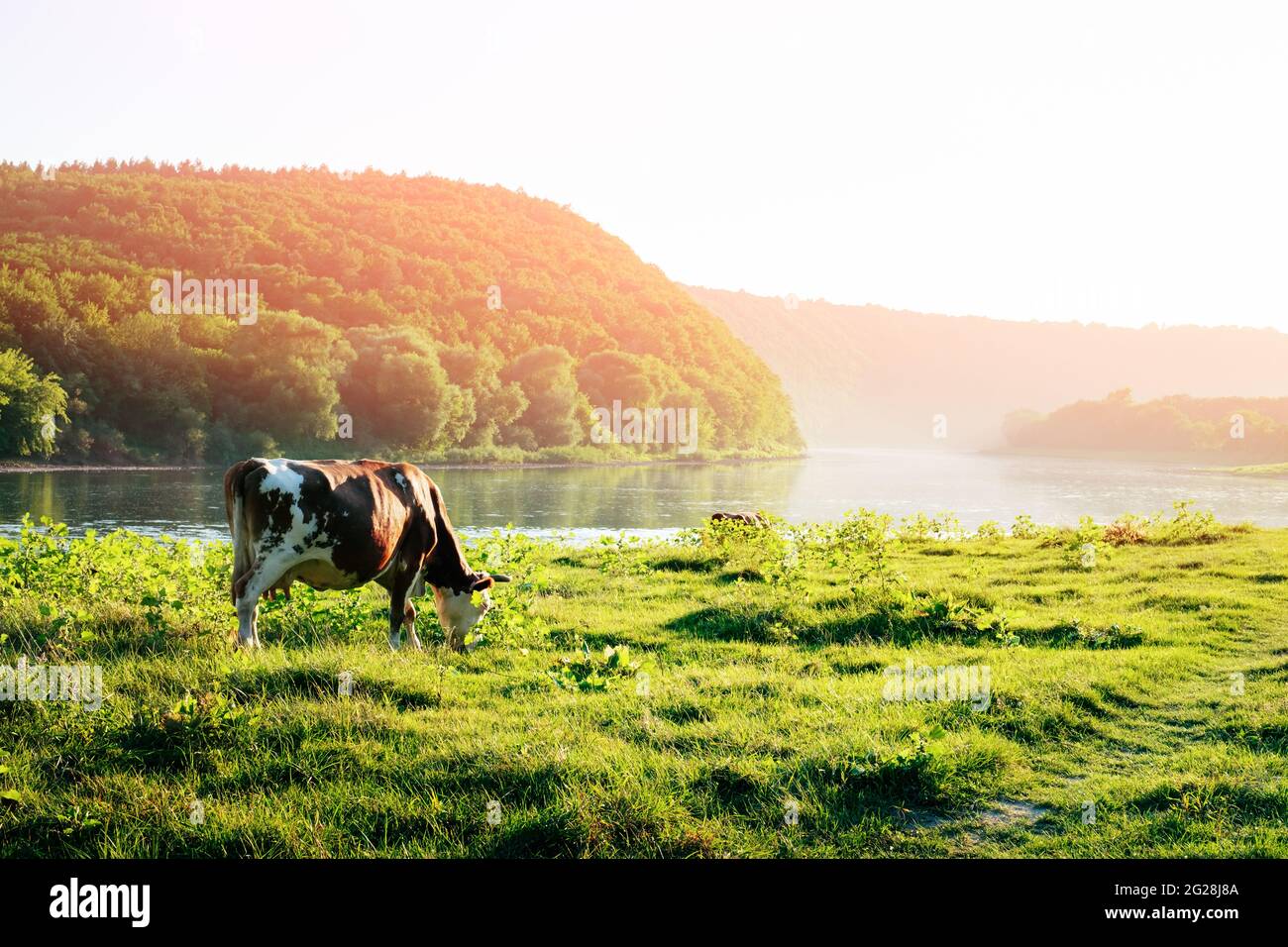 Arrosage de la vache dans la rivière. Photographie d'animaux Banque D'Images