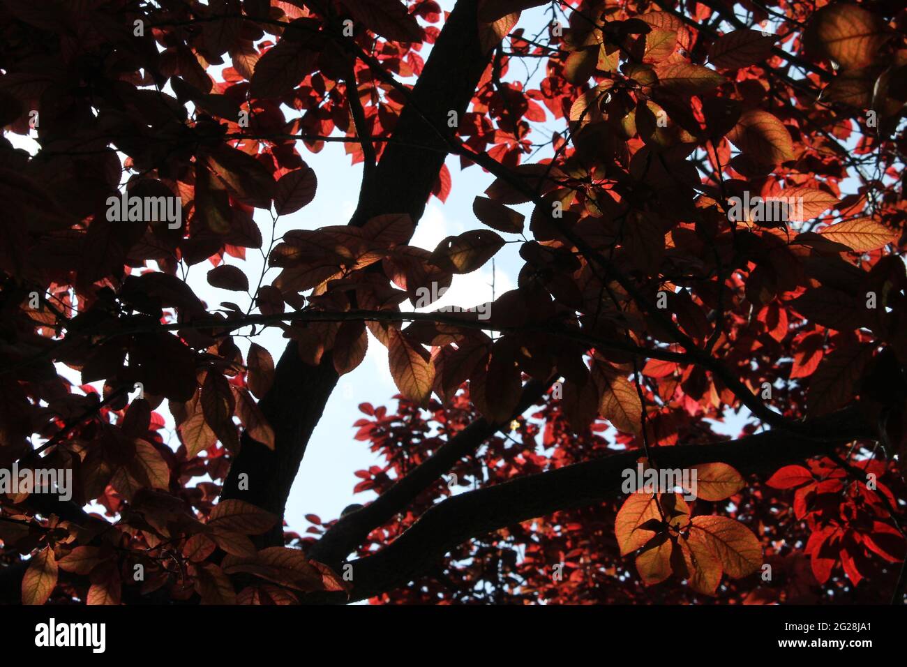 arbre à feuilles rouge Banque D'Images