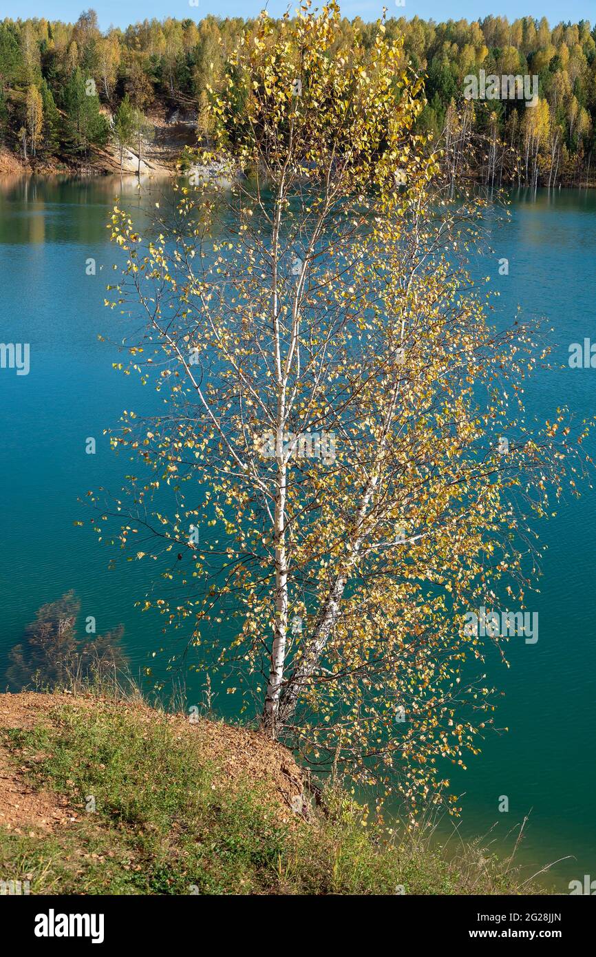 Bouleau sur la rive d'une carrière inondée près du village d'Aprelka, région de Kemerovo-Kuzbass Banque D'Images