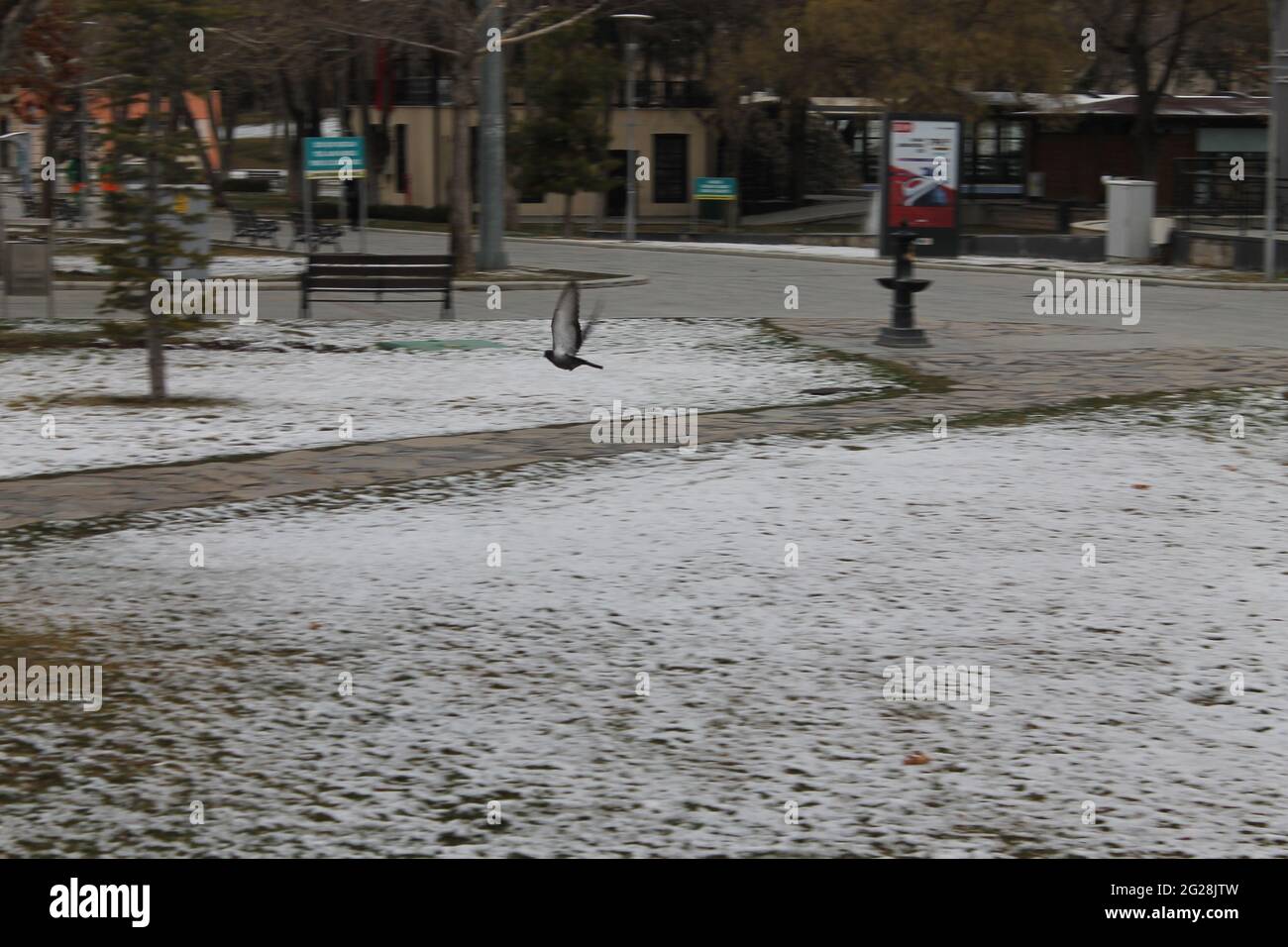 oiseaux à la recherche de nourriture sur la neige Banque D'Images