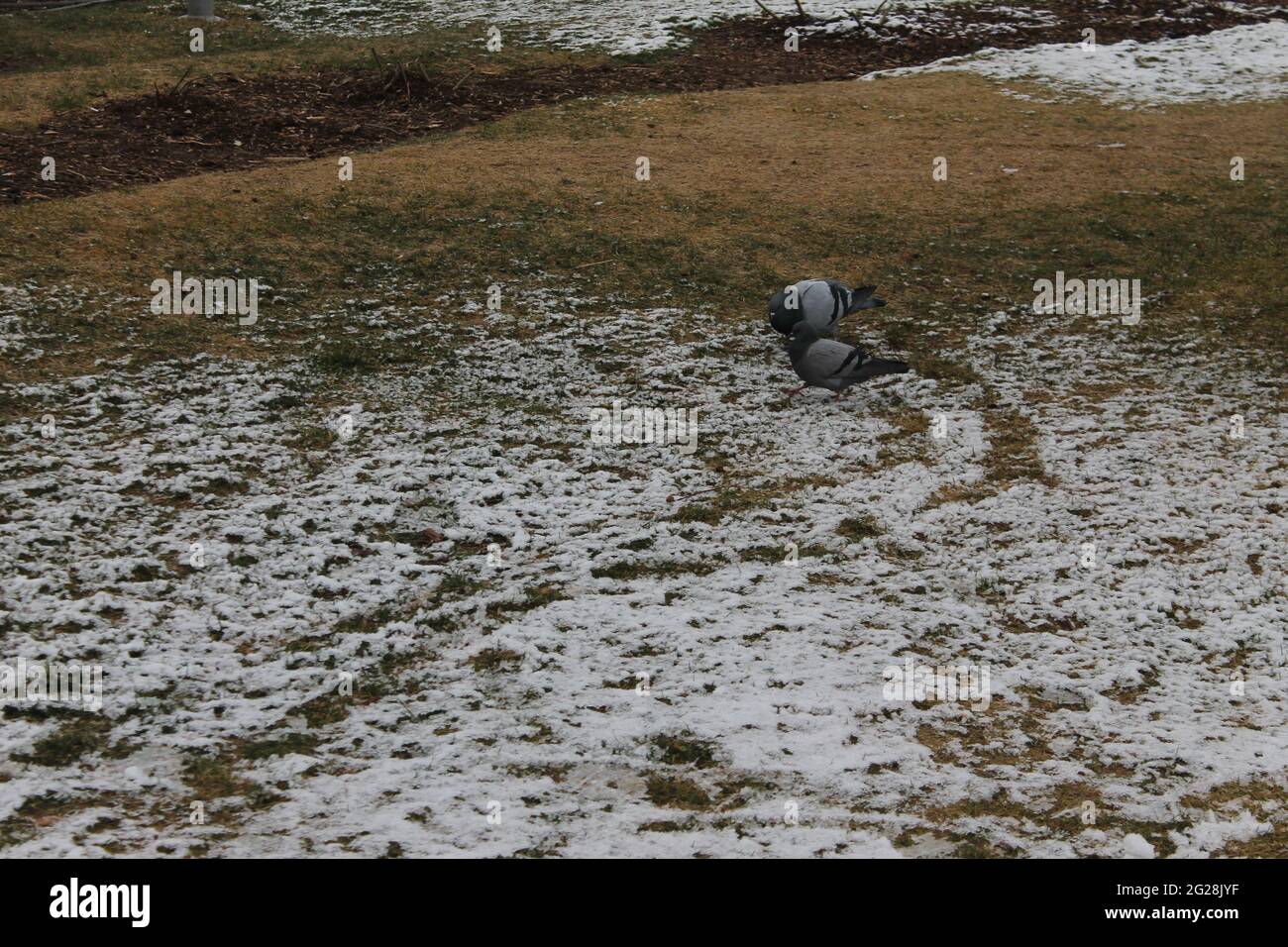 oiseaux à la recherche de nourriture sur la neige Banque D'Images