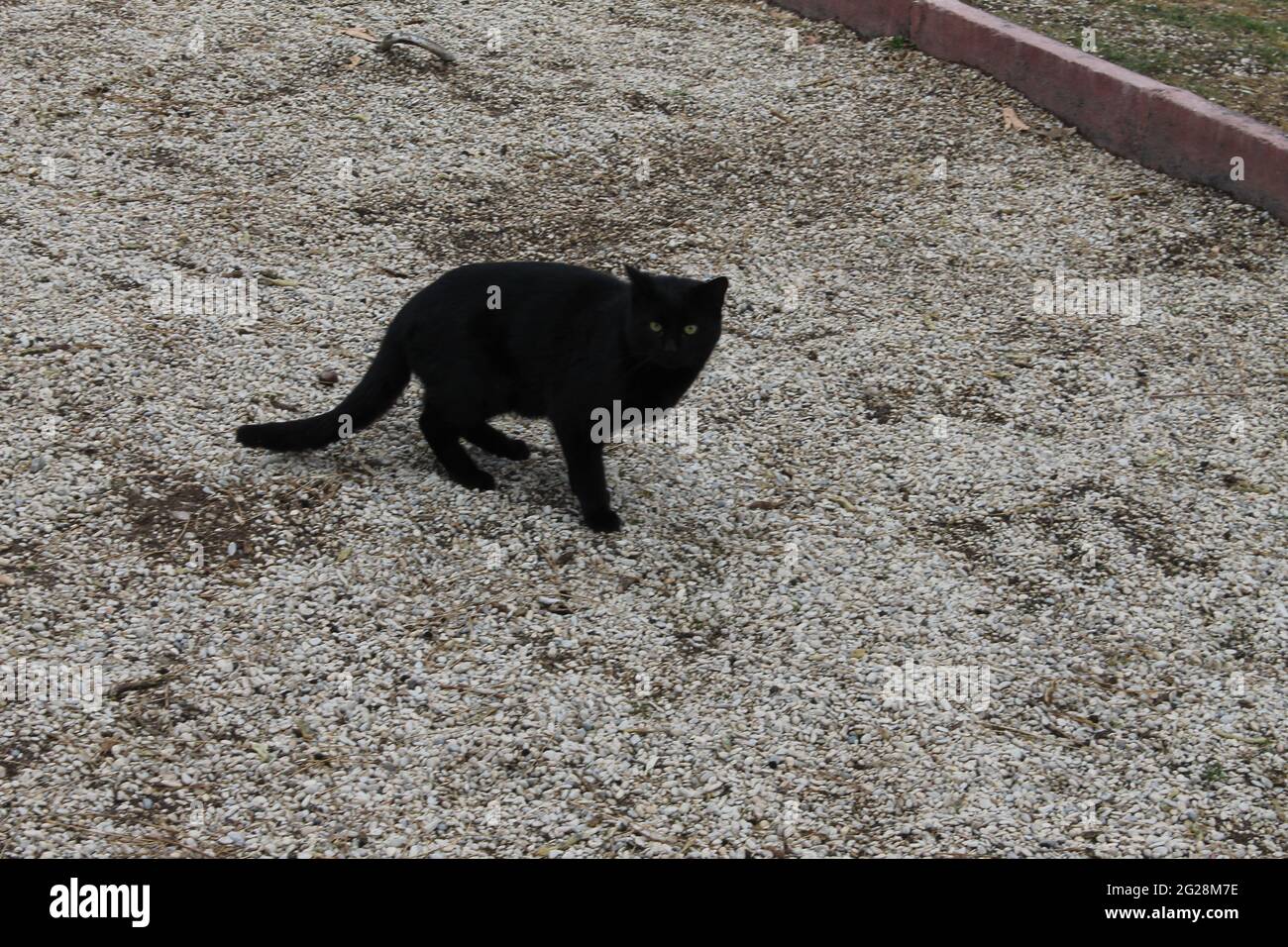 Chat Noir Qui Court Banque De Photographies Et D Images A Haute Resolution Alamy
