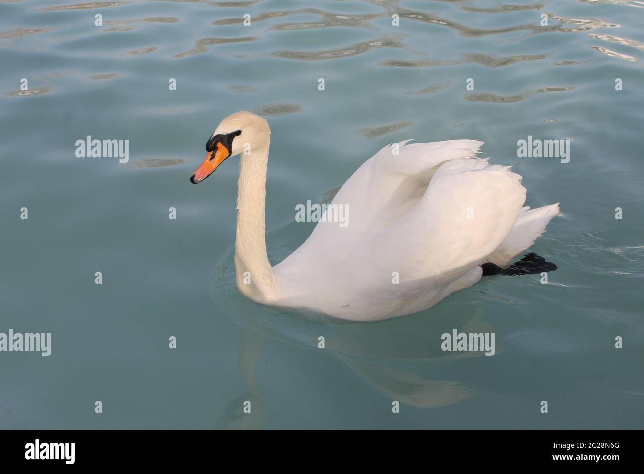 cygnes, canards, oiseaux dans le parc culturel Banque D'Images