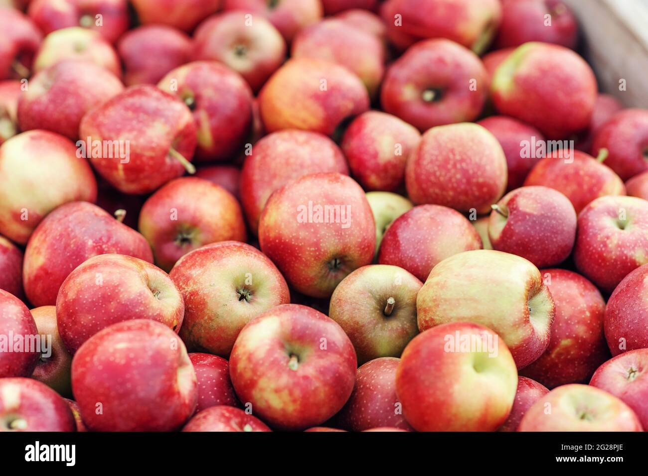 Marché des fruits biologiques, vente en magasin, entreprise agricole et éco-exploitation Banque D'Images