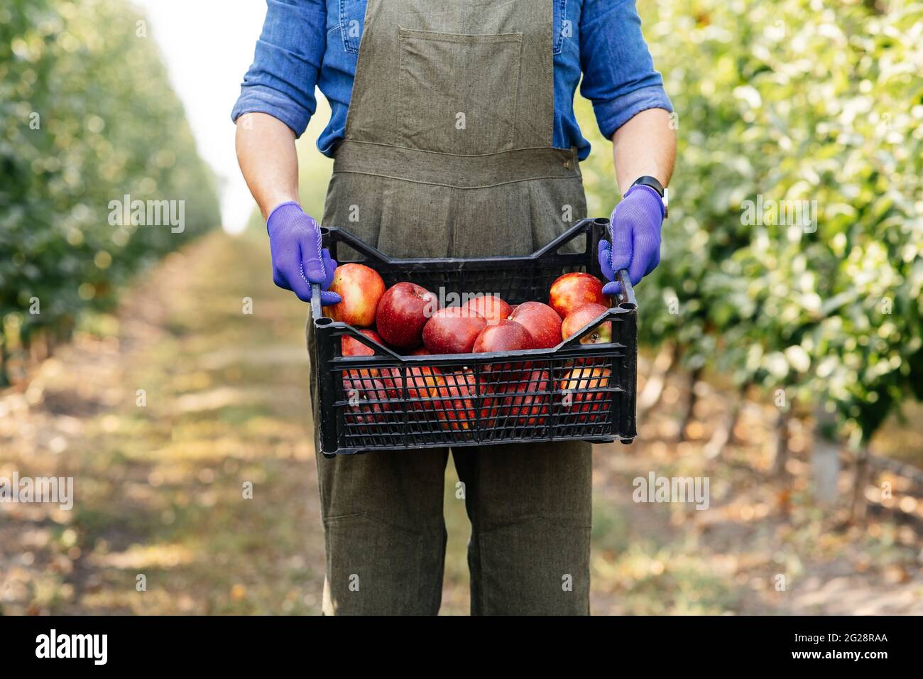 Grande récolte de fruits en été et en automne, travail sur l'éco-ferme et les petites entreprises Banque D'Images