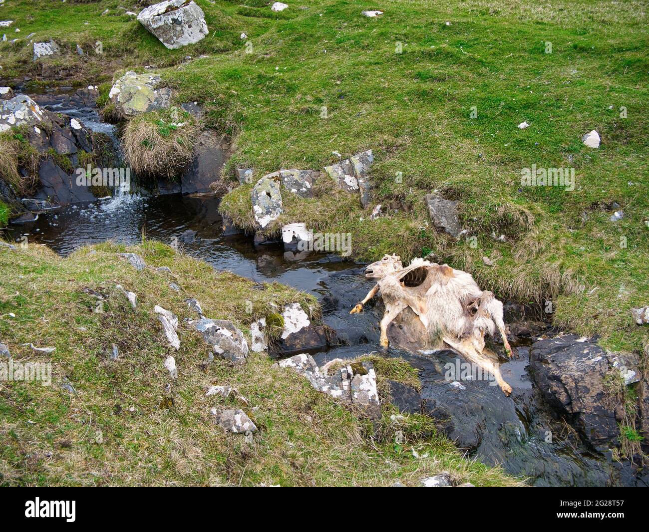 La carcasse éviscérée d'un mouton mort dans un ruisseau rural. Banque D'Images