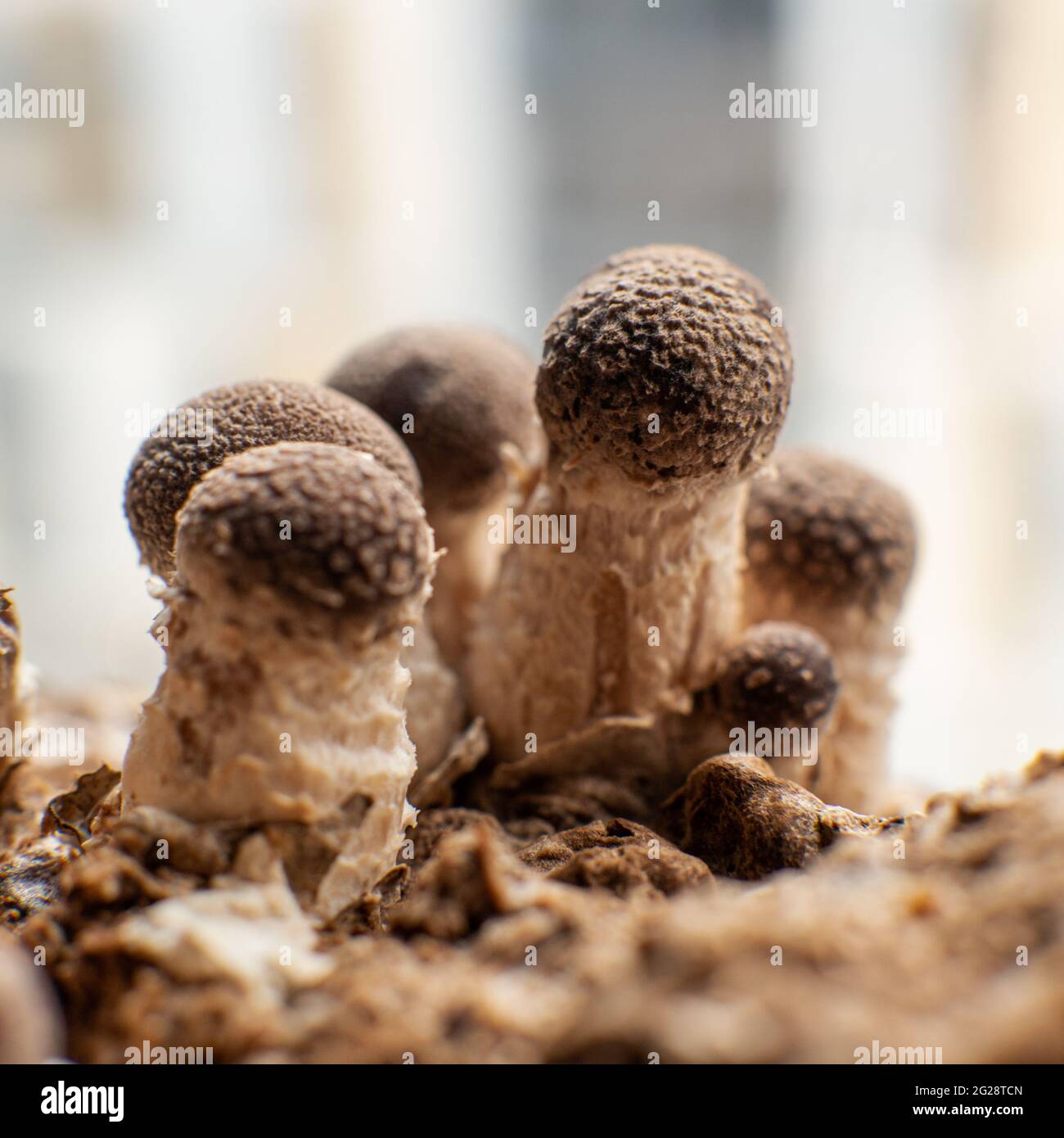 Pousse de champignons shiitake (Lentinula edodes) Banque D'Images