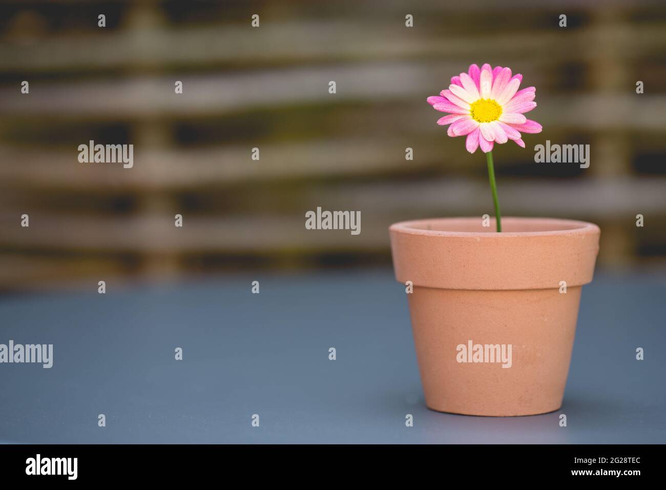 Une Jolie Marguerite Rose Dans Un Petit Pot De Fleurs Dans Un Nouveau Concept De Vie Ou De Jardinage Photo Stock Alamy Une Jolie Marguerite Rose Dans Un Petit Pot De Fleurs Dans Un Nouveau Concept De Vie Ou De Jardinage Photo Stock Alamy
