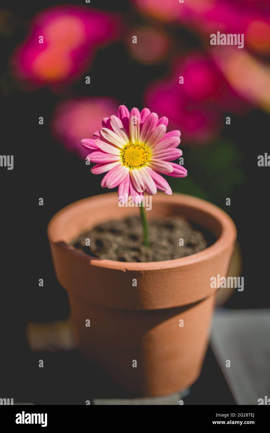 Une Jolie Marguerite Rose Dans Un Petit Pot De Fleurs Dans Un Nouveau Concept De Vie Ou De Jardinage Photo Stock Alamy Une Jolie Marguerite Rose Dans Un Petit Pot De Fleurs Dans Un Nouveau Concept De Vie Ou De Jardinage Photo Stock Alamy