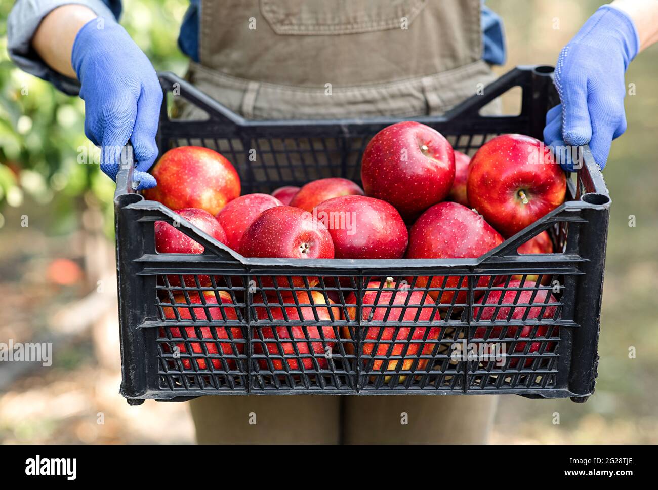 Bonne récolte sur la ferme écologique, la collecte de fruits biologiques pour la vente Banque D'Images