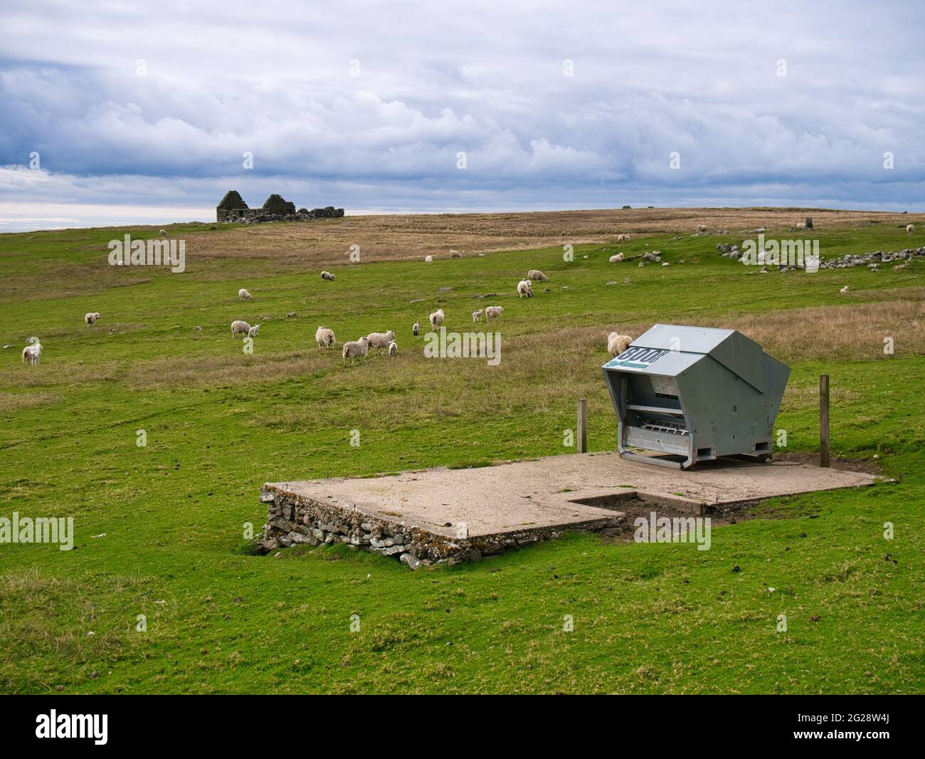 Dans un environnement rural isolé, l'élevage traditionnel de moutons utilisant la technologie moderne avec un chargeur automatisé en acier inoxydable monté sur des patins Banque D'Images