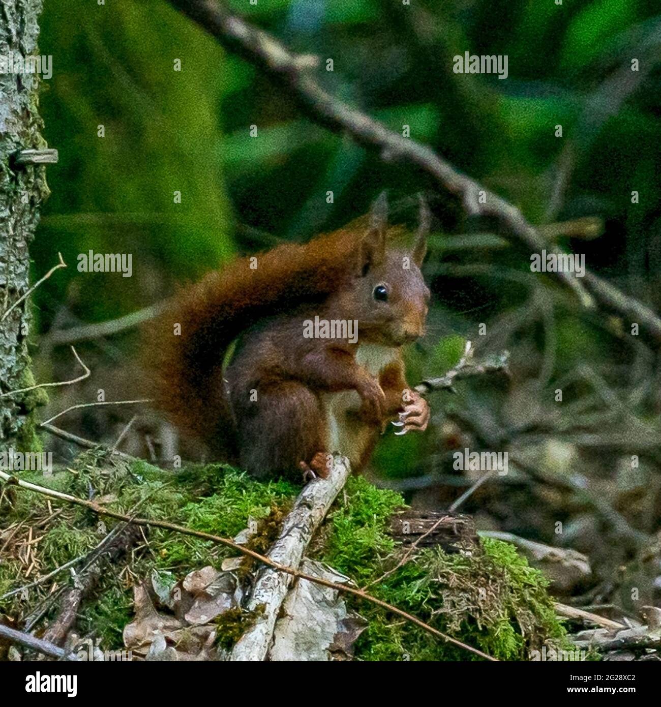 Eichhörnchen im Wald Banque D'Images