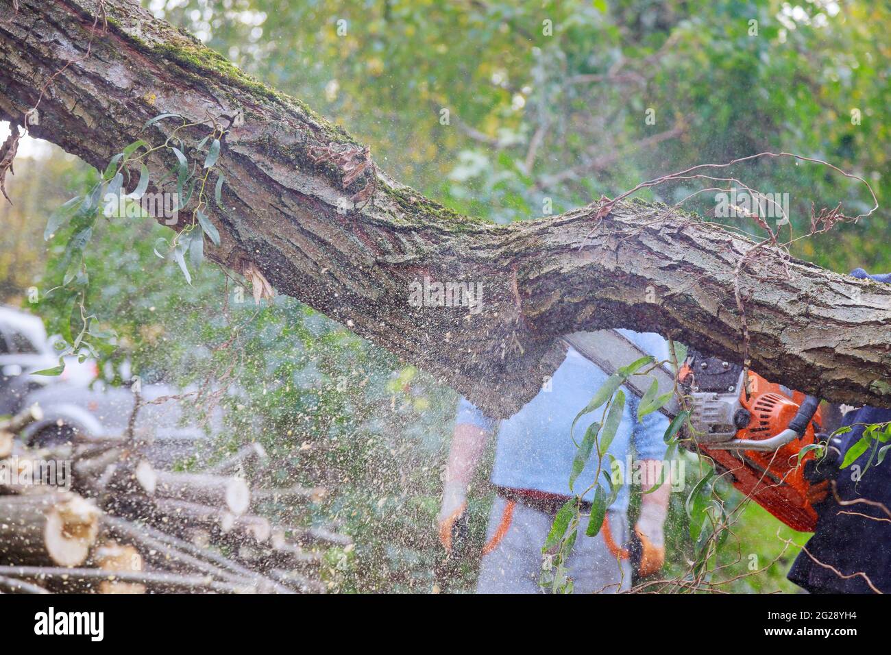 Lame de tronçonneuse coupant un arbre en chute après une tempête violente Banque D'Images