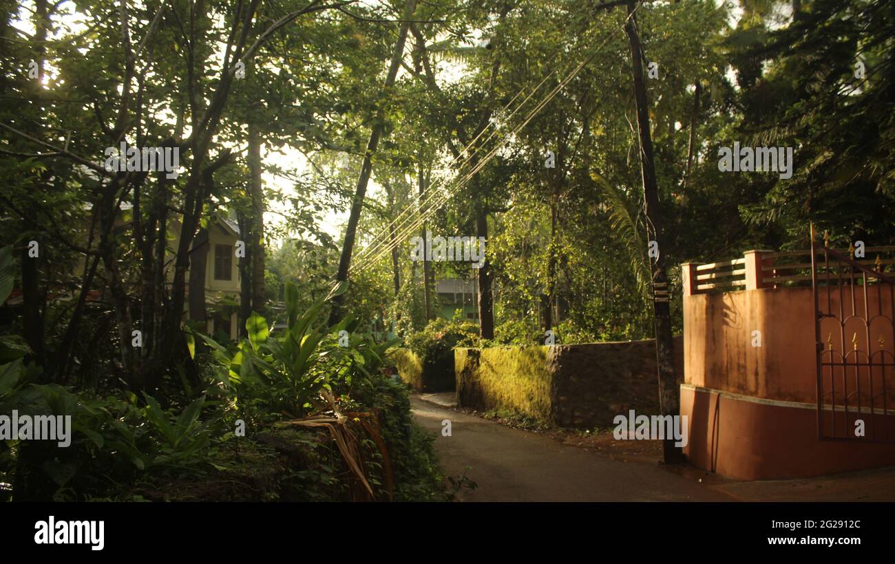 Chemin ou petite route dans une ville forestière dense d'Evergreen avec des murs couverts de mousse à Kerala, Inde. Route à travers un village forestier Banque D'Images