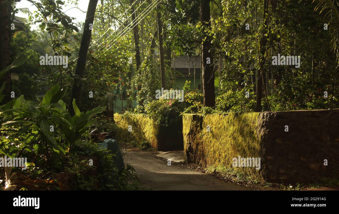 Chemin ou petite route dans une ville forestière dense d'Evergreen avec des murs couverts de mousse à Kerala, Inde. Route à travers un village forestier Banque D'Images