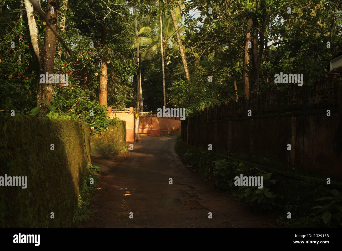 Chemin ou petite route dans une ville forestière dense d'Evergreen avec des murs couverts de mousse à Kerala, Inde. Route à travers un village forestier Banque D'Images