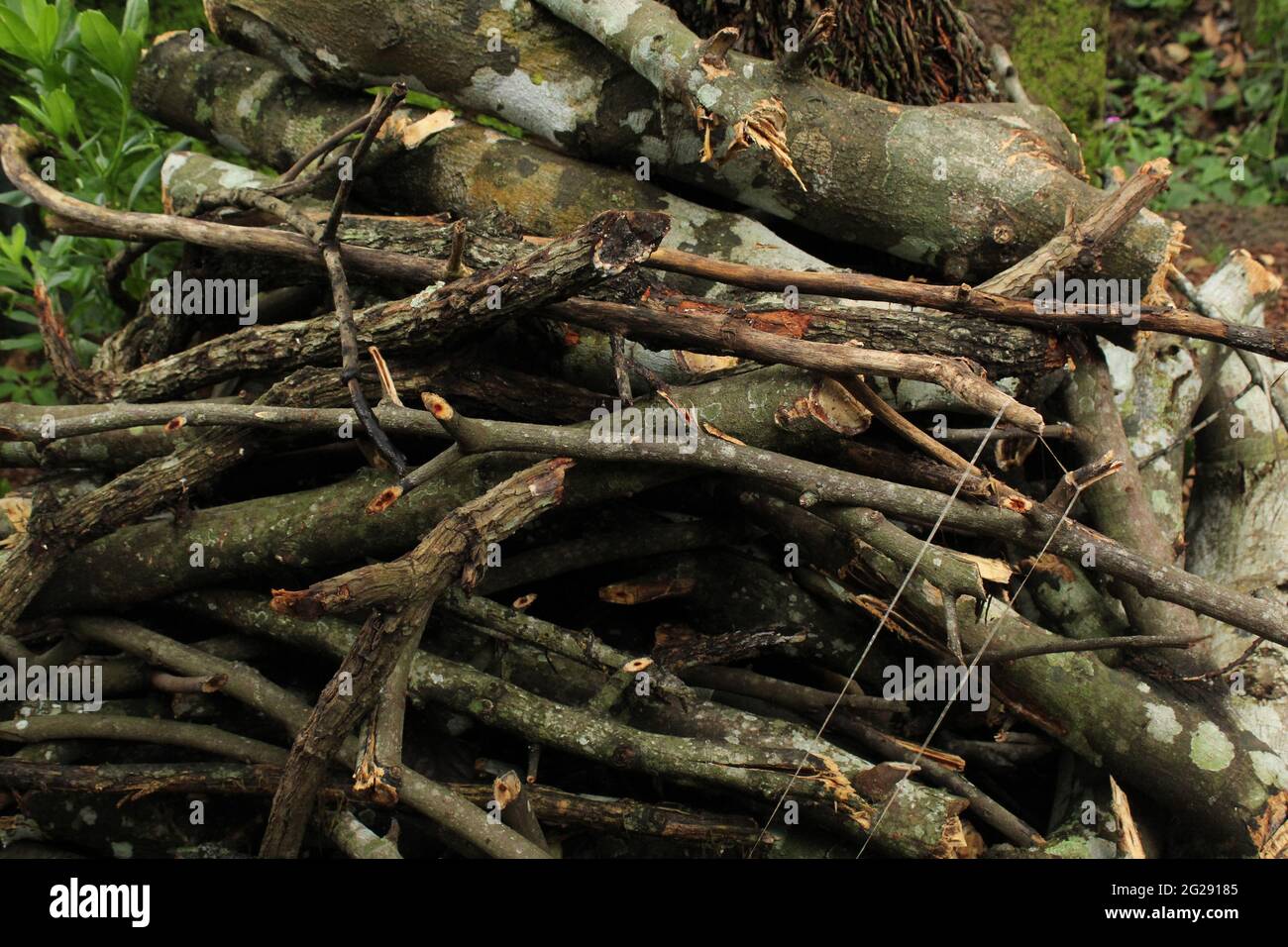 Pile de bois et brindilles après avoir coupé l'arbre. Bois pour faire des feux de camp. Bois comme combustible Banque D'Images