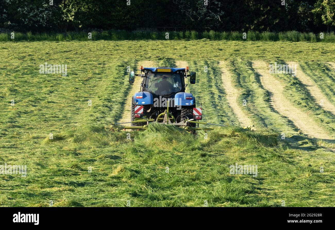 Un fermier fourragé sur une ferme dans le Yorkshire, en Angleterre. Banque D'Images