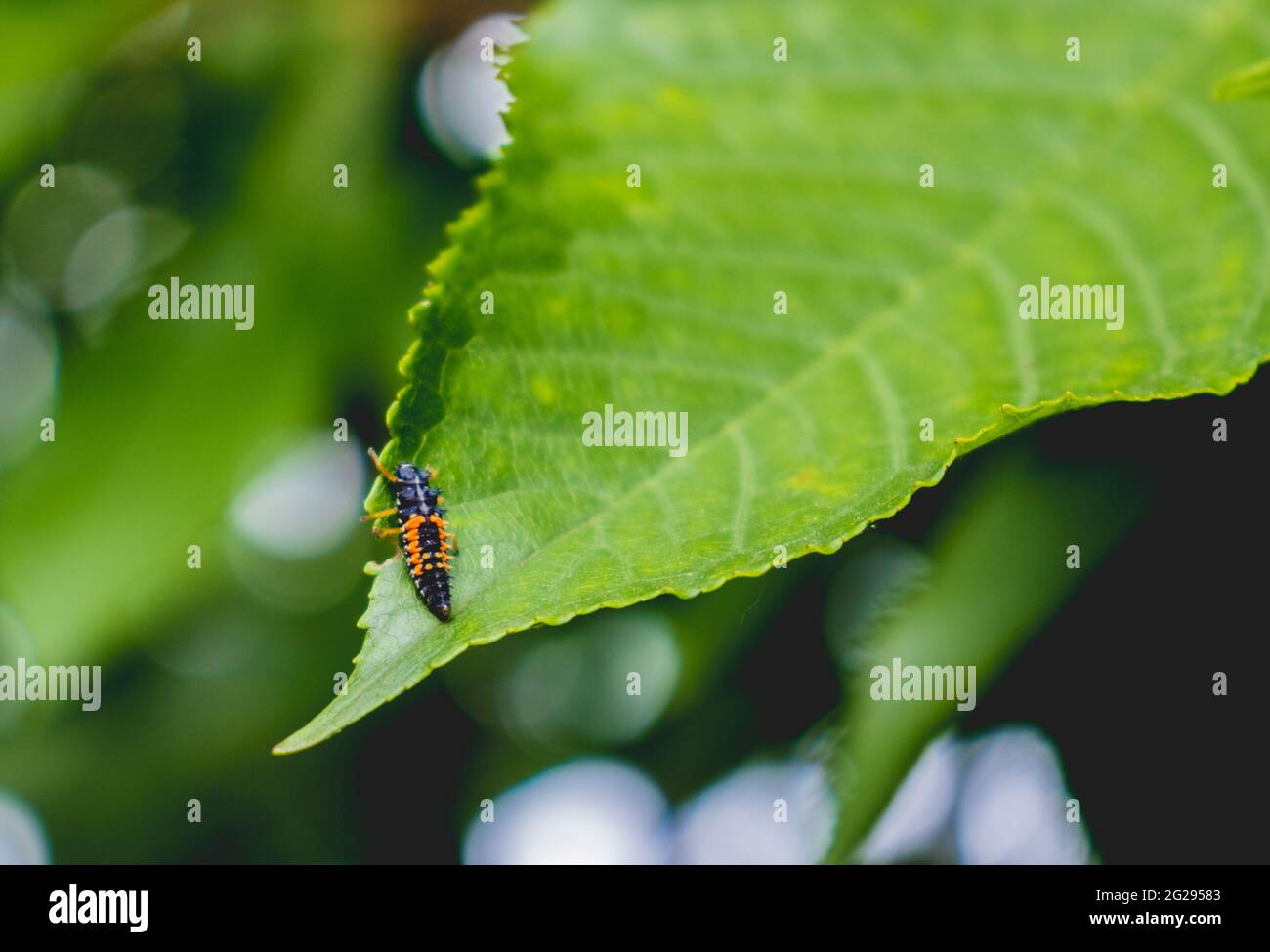 Insecte sur les bords des feuilles de cerisier Banque D'Images