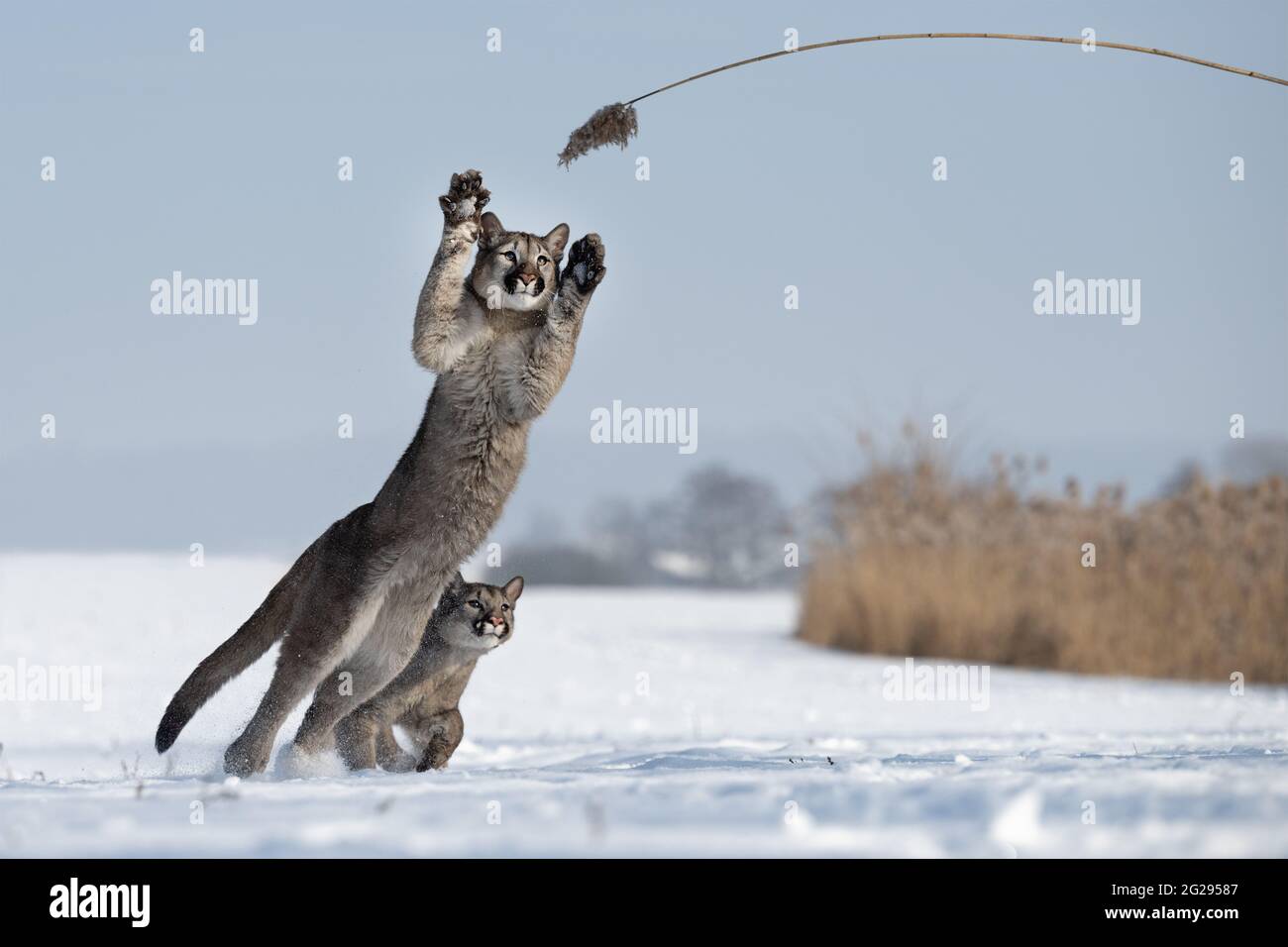 Des petits de couguar américains jouant dans la neige blanche. Banque D'Images