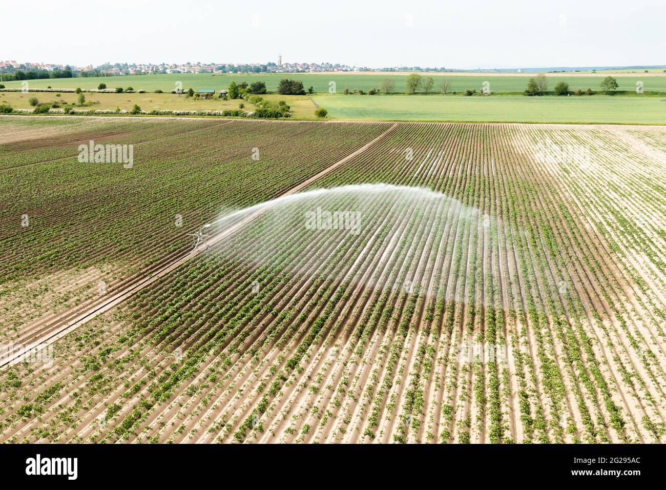 Irrigation d'un champ vert avec des cultures par l'eau. Banque D'Images