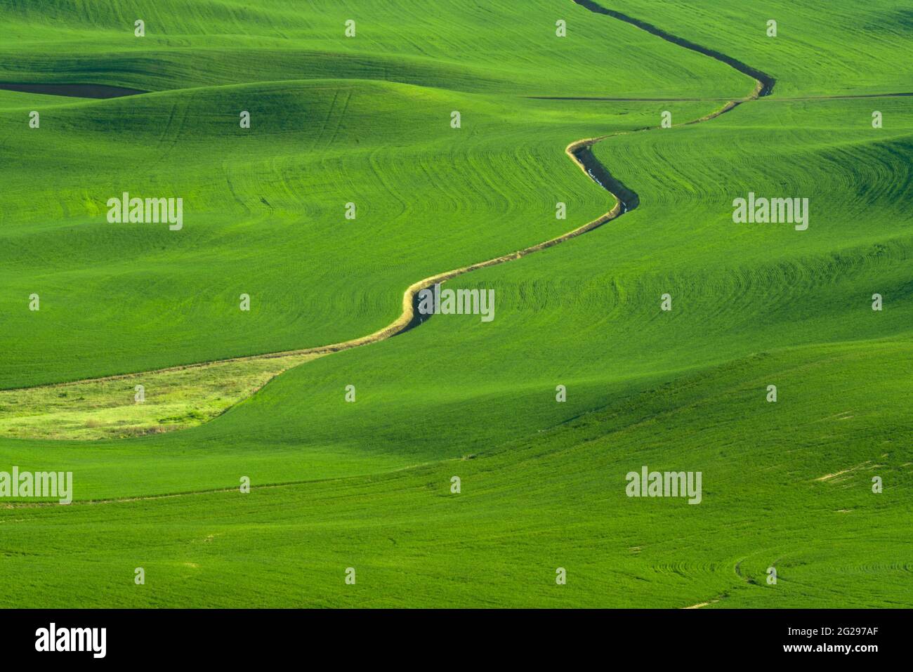 Collines verdoyantes de champs de blé agricoles vus de la Palouse dans l'État de Washington, États-Unis Banque D'Images