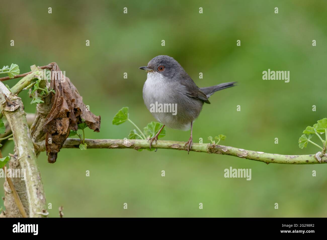 Paruline sarde (Sylvia melanocephala) oiseau adulte femelle de la famille des Parulines, perché en gros plan sur la branche regardant la caméra Banque D'Images