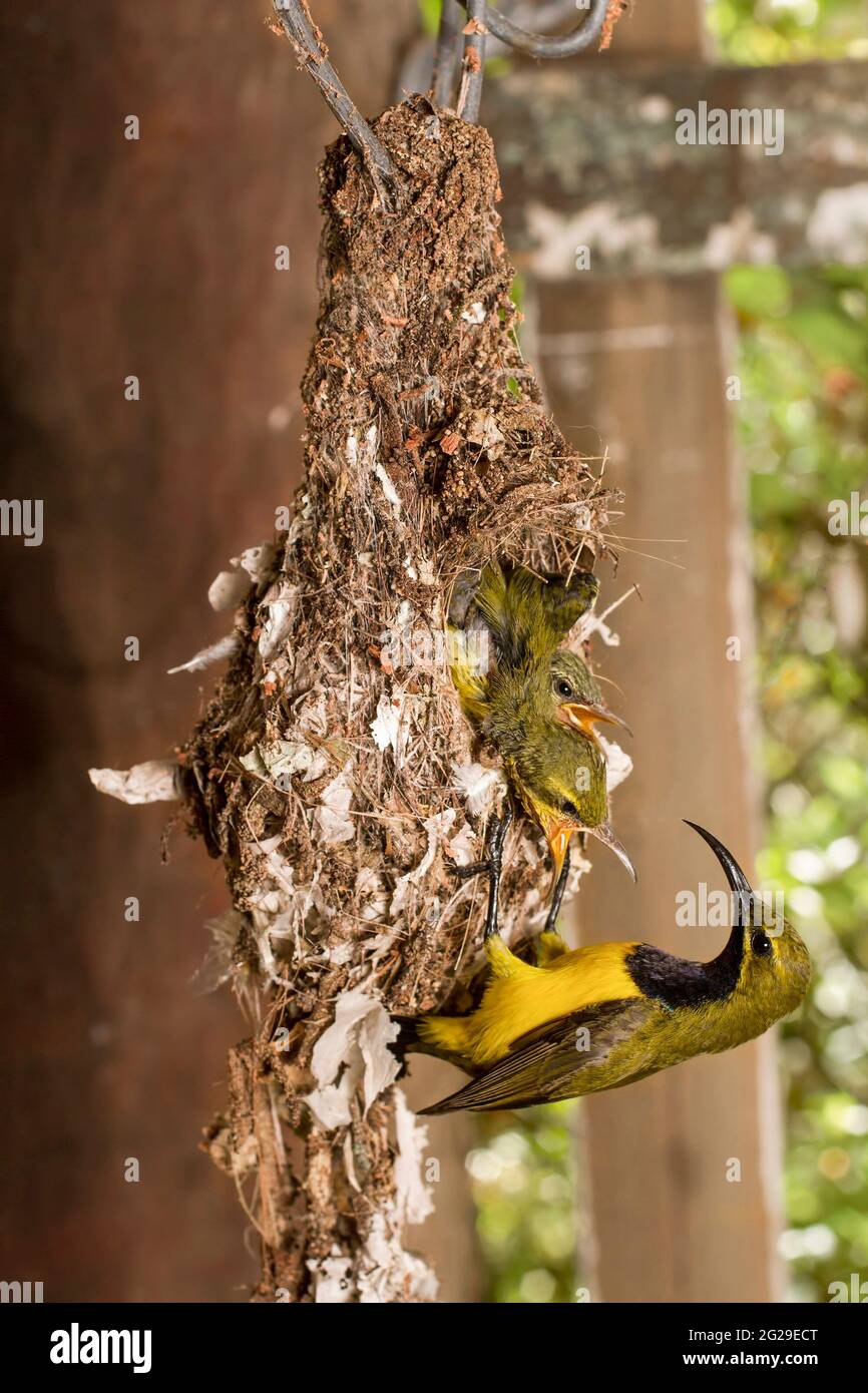 sunbird mâle à dos d'olive (nectarinia jugularis) identifié par sa gorge sombre qui clignote en bleu nourrissant de jeunes poussins dans un nid suspendu sous une construction Banque D'Images