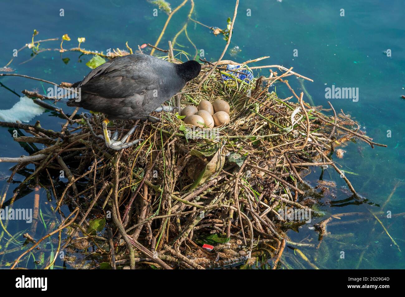 Coot de nidification avec une pochette d'œufs sur le nid. Banque D'Images