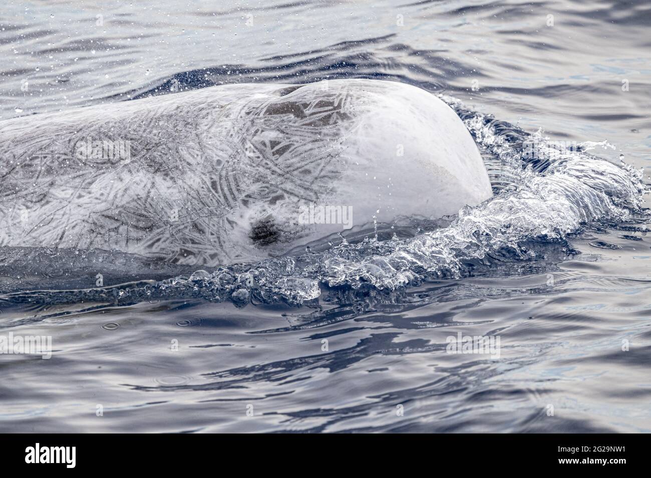 Risso Dolphin Grampus dans la mer Ligurienne méditerranéenne Banque D'Images