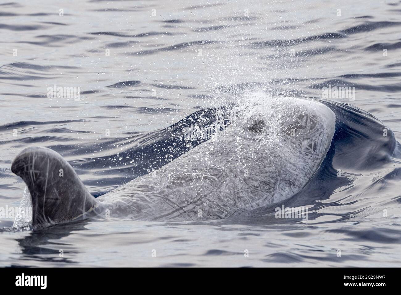 Risso Dolphin Grampus dans la mer Ligurienne méditerranéenne Banque D'Images