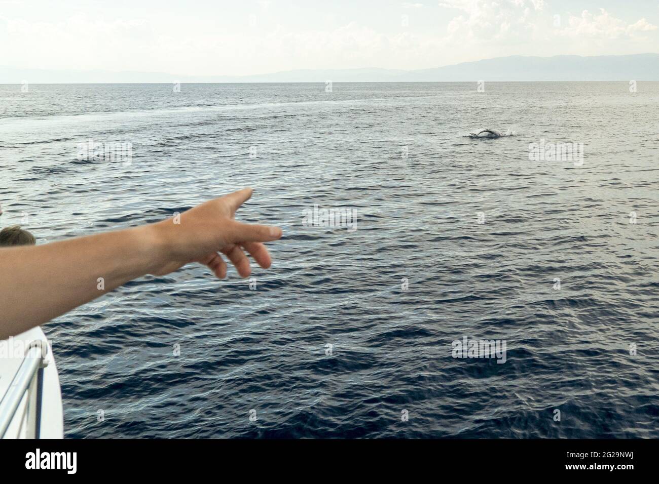 Risso Dolphin Grampus dans la mer Ligurienne méditerranéenne Banque D'Images