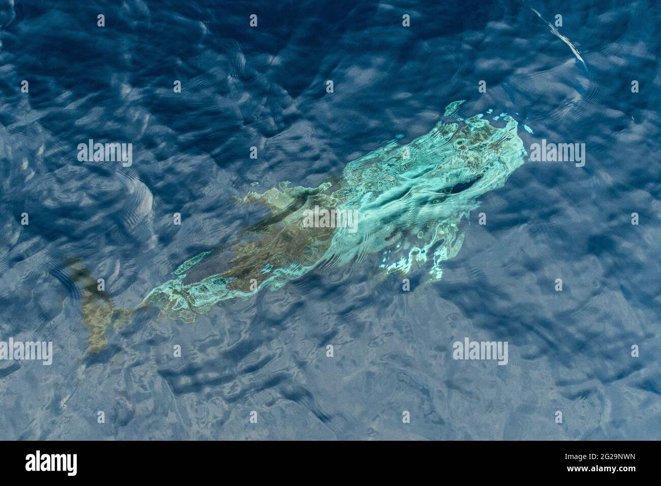 Risso Dolphin Grampus dans la mer Ligurienne méditerranéenne Banque D'Images