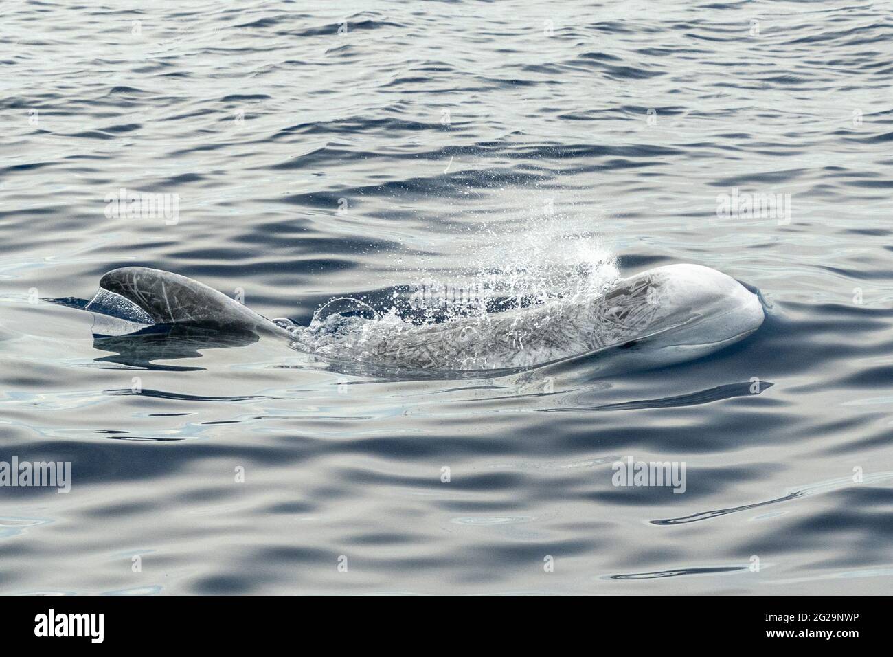 Risso Dolphin Grampus dans la mer Ligurienne méditerranéenne Banque D'Images