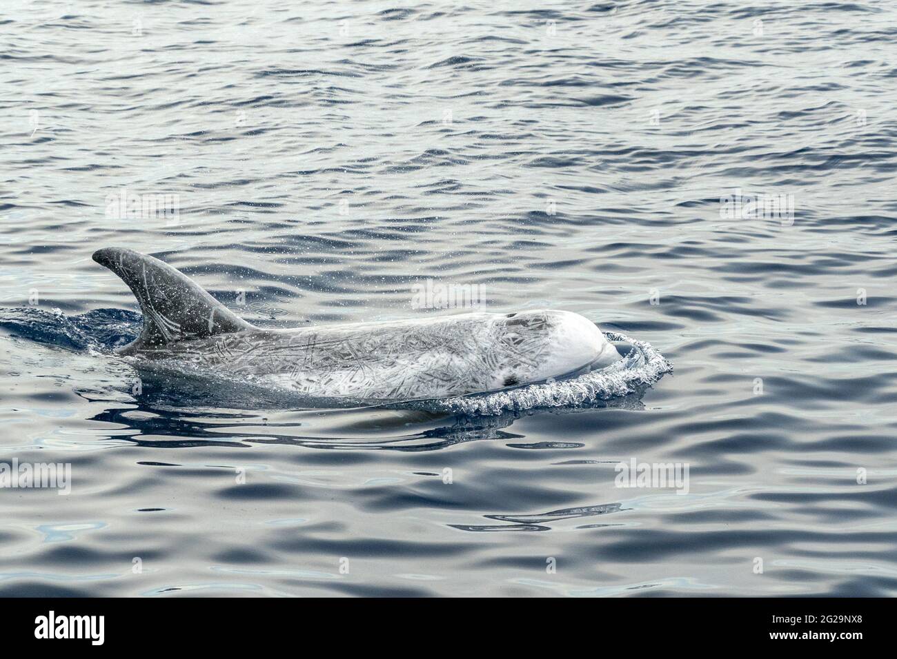 Risso Dolphin Grampus dans la mer Ligurienne méditerranéenne Banque D'Images