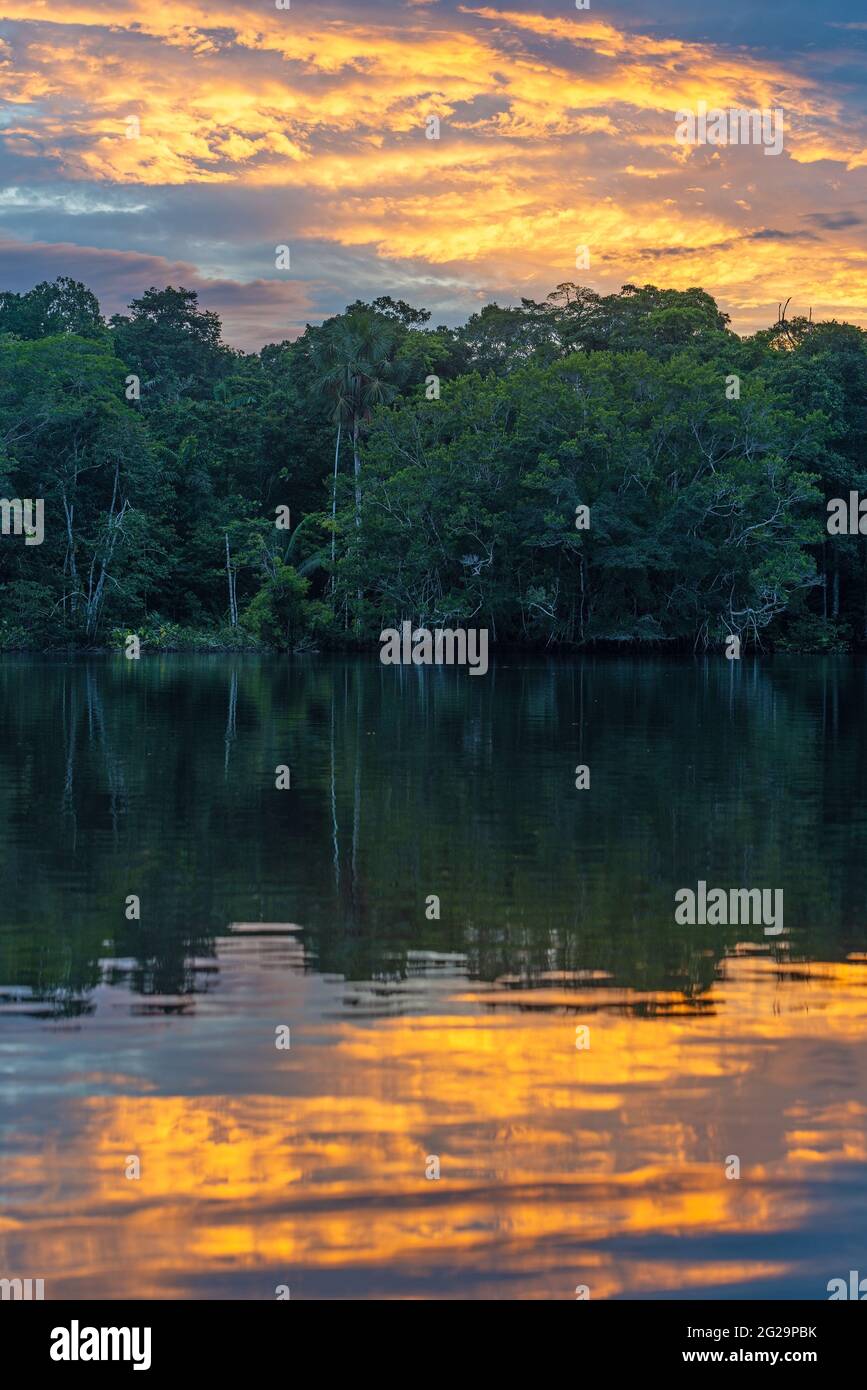 Forêt tropicale de l'Amazone, reflet vertical du coucher de soleil dans le parc national de Yasuni, en Équateur. Banque D'Images