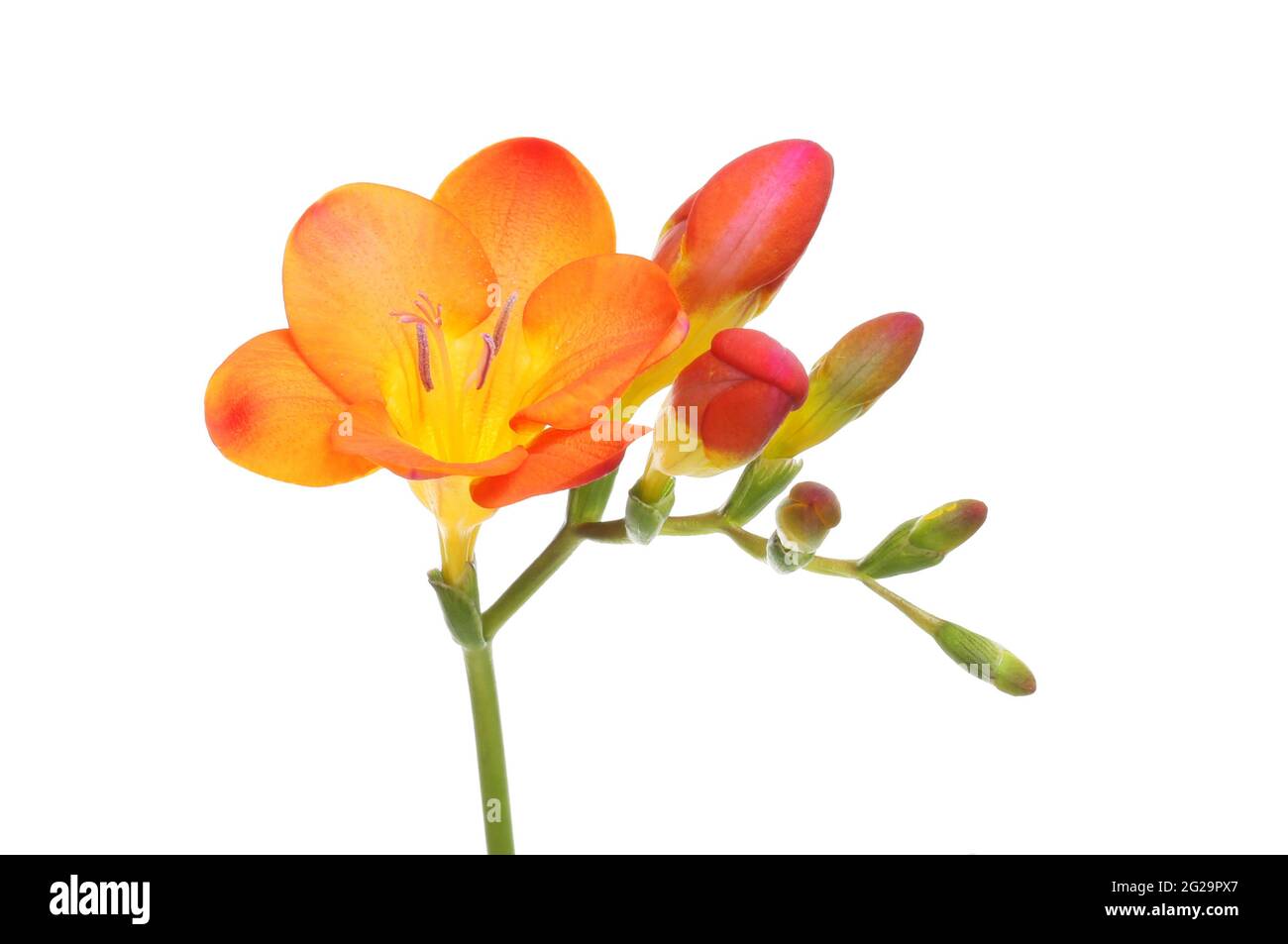 Fleur et bourgeons de freesia orange et jaune isolés contre le blanc Banque D'Images