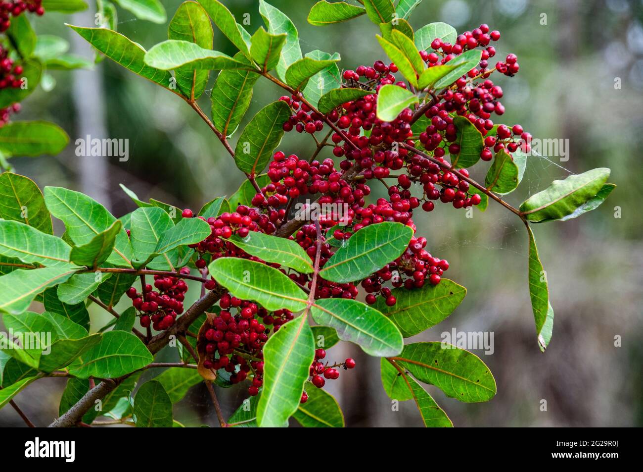 Baies rouges de la plante brésilienne Pepper, espèces envahissantes en Floride Banque D'Images