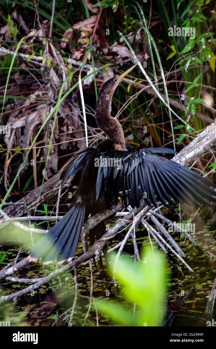 Cormorant dessèchant des plumes humides, Shark Valley Visitor Centre, Parc national des Everglades, Floride Banque D'Images