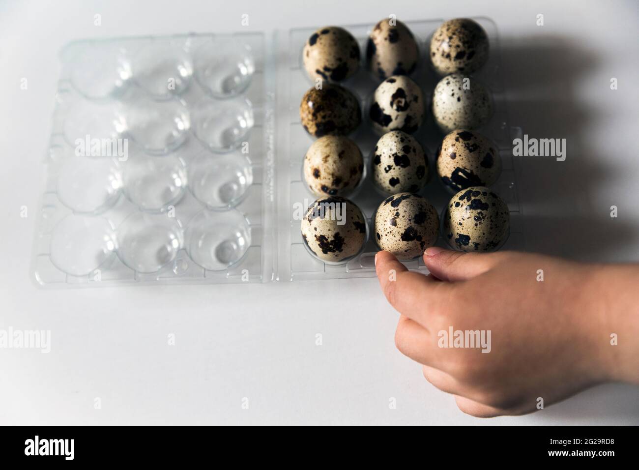 Gros plan de la main d'un tout-petit en ramassant un œuf de caille dans un emballage en plastique rempli d'eux. Banque D'Images