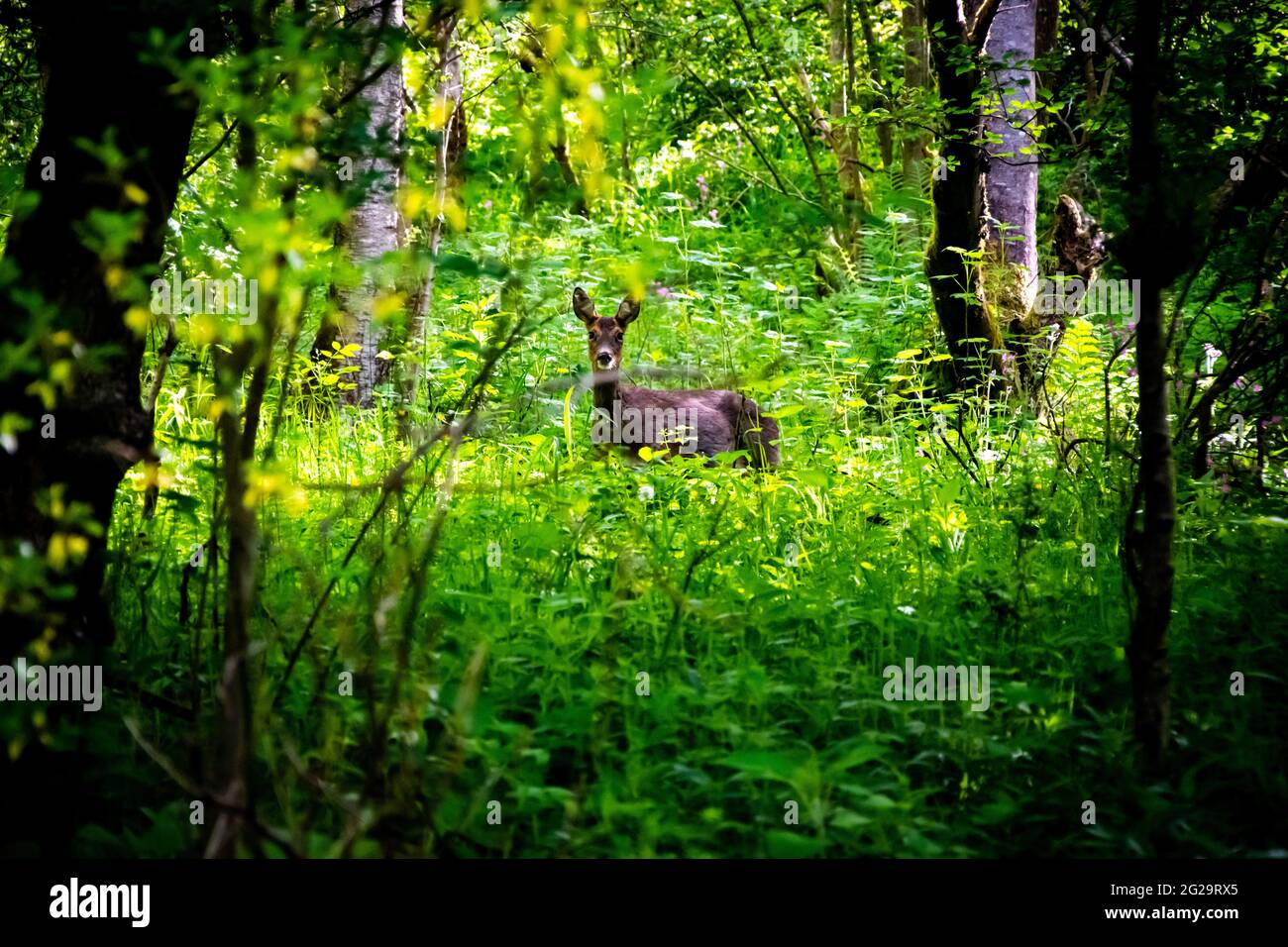 La femelle Roe Deer ou Capranolus capranolus se promène dans la forêt de la vallée de Clyde, en Écosse Banque D'Images