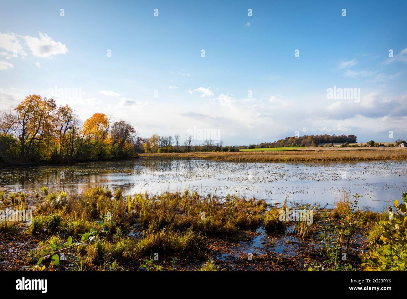 Vue sur un marais de plaine dans le comté de Waukesha, Wisconsin, à l'automne. Banque D'Images