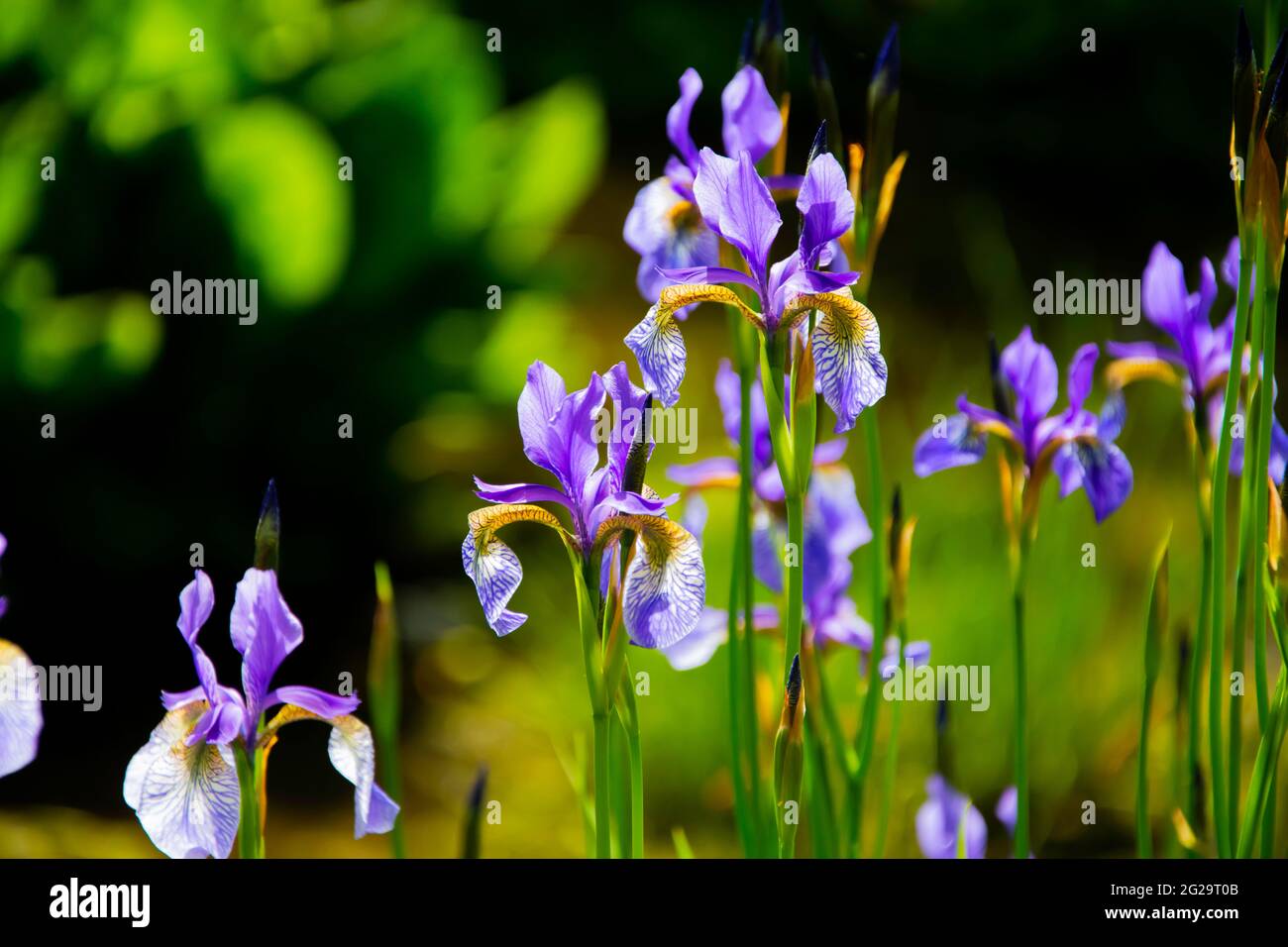 Herbacée rhizomatous vivace, les iris sibirica ou les irises sibiribériens fleurissent dans les jardins du Crichton, Dumfries, Écosse Banque D'Images