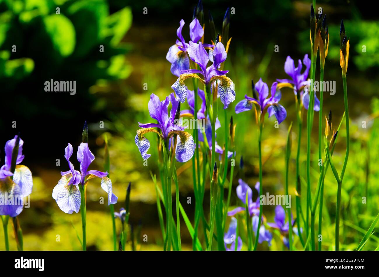 Herbacée rhizomatous vivace, les iris sibirica ou les irises sibiribériens fleurissent dans les jardins du Crichton, Dumfries, Écosse Banque D'Images