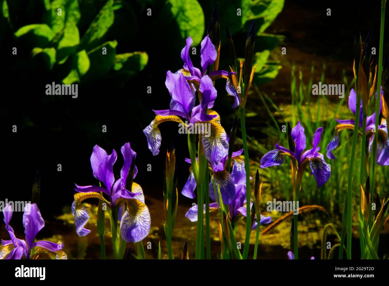 Herbacée rhizomatous vivace, les iris sibirica ou les irises sibiribériens fleurissent dans les jardins du Crichton, Dumfries, Écosse Banque D'Images