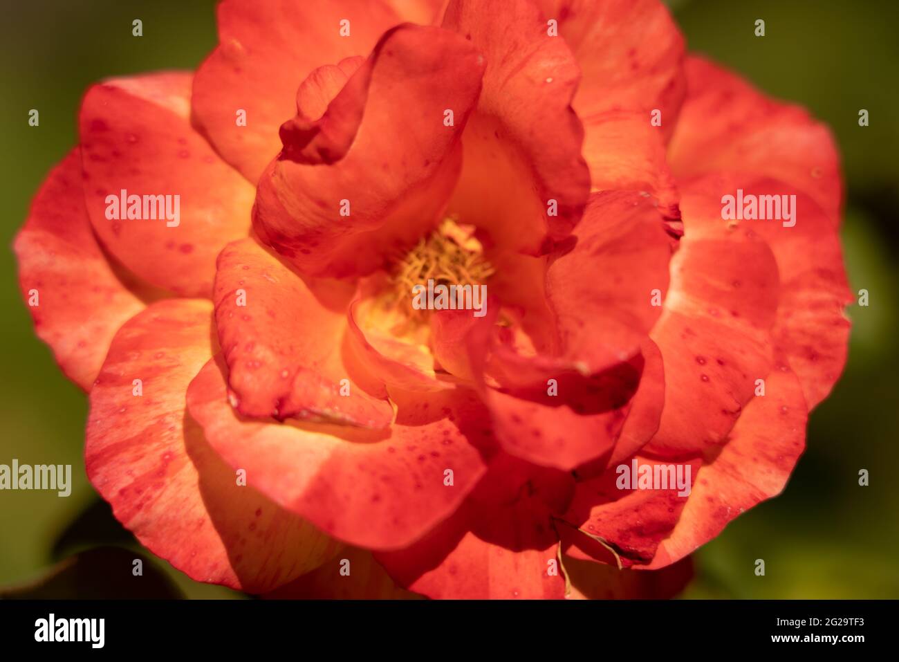 Belles fleurs dans le parc Banque D'Images
