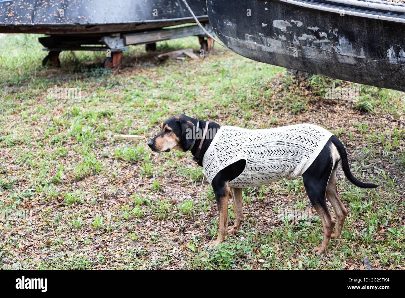 Un chien porte un chandail tricoté avec un motif en dentelle Banque D'Images